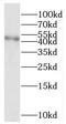 Parvin Alpha antibody, FNab06162, FineTest, Western Blot image 