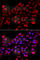 Ribonucleotide Reductase Regulatory TP53 Inducible Subunit M2B antibody, A8020, ABclonal Technology, Immunofluorescence image 