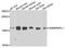GABA Type A Receptor Associated Protein Like 1 antibody, A7790, ABclonal Technology, Western Blot image 