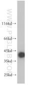 Protein phosphatase 1K, mitochondrial antibody, 14573-1-AP, Proteintech Group, Western Blot image 