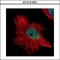 Werner syndrome ATP-dependent helicase antibody, GTX101081, GeneTex, Immunocytochemistry image 