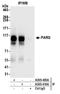 Poly(ADP-ribose) glycohydrolase antibody, A305-410A, Bethyl Labs, Immunoprecipitation image 