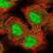 Zinc Finger Protein 575 antibody, NBP2-13583, Novus Biologicals, Immunofluorescence image 