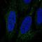 Leucine Rich Repeat And Ig Domain Containing 3 antibody, NBP2-56488, Novus Biologicals, Immunocytochemistry image 