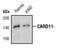 Caspase recruitment domain-containing protein 11 antibody, PA5-17474, Invitrogen Antibodies, Western Blot image 