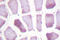 Ribosomal Protein S6 antibody, LS-C176466, Lifespan Biosciences, Immunohistochemistry frozen image 