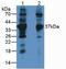 Lactate Dehydrogenase B antibody, abx131976, Abbexa, Western Blot image 