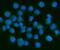 Platelet-derived growth factor subunit A antibody, A02257-1, Boster Biological Technology, Immunofluorescence image 
