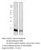 Putative lymphocyte G0/G1 switch protein 2 antibody, MBS540683, MyBioSource, Western Blot image 