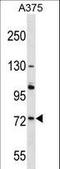 ACOX2 antibody, LS-C155955, Lifespan Biosciences, Western Blot image 