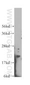 IMP U3 Small Nucleolar Ribonucleoprotein 3 antibody, 12750-1-AP, Proteintech Group, Western Blot image 