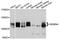 Gem Nuclear Organelle Associated Protein 4 antibody, abx125874, Abbexa, Western Blot image 