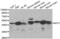 Neutrophil Cytosolic Factor 1 antibody, AHP2500, Bio-Rad (formerly AbD Serotec) , Western Blot image 