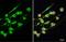 Ankyrin Repeat Domain 16 antibody, GTX134803, GeneTex, Immunocytochemistry image 