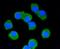 Pan-Maguk antibody, NBP2-67322, Novus Biologicals, Immunofluorescence image 