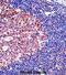 DNA replication licensing factor MCM4 antibody, abx028121, Abbexa, Immunohistochemistry frozen image 