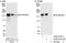 Pleckstrin Homology And RhoGEF Domain Containing G2 antibody, A302-414A, Bethyl Labs, Western Blot image 