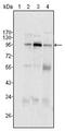 Staphylococcal Nuclease And Tudor Domain Containing 1 antibody, AM06246SU-N, Origene, Western Blot image 