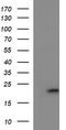 Cytochrome B-245 Chaperone 1 antibody, TA507020AM, Origene, Western Blot image 