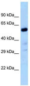 Protein LOC102547059 antibody, TA339801, Origene, Western Blot image 