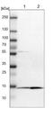 Programmed Cell Death 5 antibody, NBP1-82656, Novus Biologicals, Western Blot image 