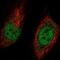 MAD5 antibody, NBP2-55033, Novus Biologicals, Immunocytochemistry image 