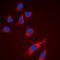 Ribosomal Protein S6 antibody, orb304568, Biorbyt, Immunocytochemistry image 