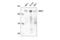 Mediator of RNA polymerase II transcription subunit 1 antibody, 51613S, Cell Signaling Technology, Western Blot image 