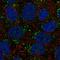 DGKA antibody, HPA045462, Atlas Antibodies, Immunofluorescence image 