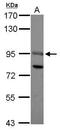 SRY-Box 13 antibody, PA5-30930, Invitrogen Antibodies, Western Blot image 