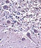 Natriuretic Peptide C antibody, 57-428, ProSci, Immunohistochemistry frozen image 
