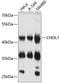 Chitinase 3 Like 1 antibody, 14-038, ProSci, Western Blot image 