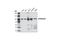 Eukaryotic Translation Initiation Factor 4 Gamma 2 antibody, 3468S, Cell Signaling Technology, Western Blot image 