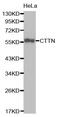 Src substrate cortactin antibody, MBS125622, MyBioSource, Western Blot image 