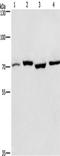 Aryl hydrocarbon receptor nuclear translocator-like protein 1 antibody, TA349717, Origene, Western Blot image 