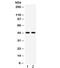 Wnt Family Member 3 antibody, R32152, NSJ Bioreagents, Western Blot image 