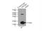 Protein Phosphatase 3 Regulatory Subunit B, Alpha antibody, 13210-1-AP, Proteintech Group, Immunoprecipitation image 