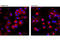 Leucyl And Cystinyl Aminopeptidase antibody, 6918S, Cell Signaling Technology, Immunofluorescence image 