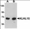 Kelch-like protein 15 antibody, orb94286, Biorbyt, Western Blot image 