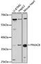 cAMP-dependent protein kinase catalytic subunit beta antibody, 19-588, ProSci, Western Blot image 