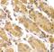 ADP-Ribosyltransferase 5 antibody, FNab00615, FineTest, Immunohistochemistry frozen image 