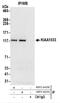 WASH Complex Subunit 4 antibody, NBP2-44290, Novus Biologicals, Western Blot image 