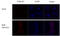 Influenza virus antibody, GTX128537, GeneTex, Immunofluorescence image 
