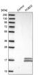 Pterin-4 Alpha-Carbinolamine Dehydratase 2 antibody, PA5-57654, Invitrogen Antibodies, Western Blot image 