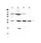 Vascular Endothelial Growth Factor B antibody, A04494-1, Boster Biological Technology, Western Blot image 