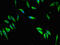 Microtubule Associated Protein 10 antibody, CSB-PA879069LA01HU, Cusabio, Immunofluorescence image 