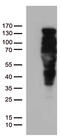 Progesterone Receptor antibody, UM800037CF, Origene, Western Blot image 