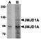 Jhdm2a antibody, orb75261, Biorbyt, Western Blot image 