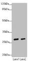 Krueppel-like factor 9 antibody, LS-C675955, Lifespan Biosciences, Western Blot image 
