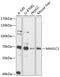Mannosidase Alpha Class 1C Member 1 antibody, GTX66123, GeneTex, Western Blot image 